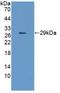 Cholinergic Receptor Nicotinic Epsilon Subunit antibody, LS-C663314, Lifespan Biosciences, Western Blot image 