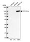 Protein Phosphatase 1 Regulatory Subunit 13 Like antibody, NBP2-48732, Novus Biologicals, Western Blot image 