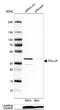 Toll Interacting Protein antibody, NBP1-81597, Novus Biologicals, Western Blot image 