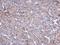 Sterol Carrier Protein 2 antibody, GTX107339, GeneTex, Immunohistochemistry paraffin image 