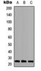 Interferon Regulatory Factor 1 antibody, orb234882, Biorbyt, Western Blot image 