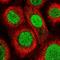 TRNA Methyltransferase 6 antibody, HPA047032, Atlas Antibodies, Immunocytochemistry image 