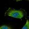 Zinc Finger Protein 114 antibody, NBP1-81181, Novus Biologicals, Immunofluorescence image 
