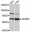 Adrenoceptor Beta 2 antibody, STJ22532, St John
