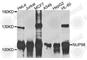 Nucleoporin 98 antibody, A9908, ABclonal Technology, Western Blot image 