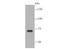Mitogen-Activated Protein Kinase Kinase Kinase 7 antibody, NBP2-67180, Novus Biologicals, Western Blot image 