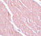 Autophagy Related 13 antibody, 5799, ProSci, Immunohistochemistry paraffin image 