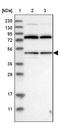 Acylglycerol Kinase antibody, NBP1-83825, Novus Biologicals, Western Blot image 