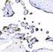 DEAH-Box Helicase 15 antibody, A08140-1, Boster Biological Technology, Immunohistochemistry frozen image 