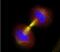 Baculoviral IAP Repeat Containing 5 antibody, NB500-201, Novus Biologicals, Immunofluorescence image 