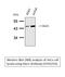 Solute Carrier Family 2 Member 1 antibody, STJ93293, St John