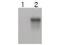 Cyclin E2 antibody, GTX48724, GeneTex, Western Blot image 