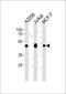 Proliferation-associated protein 2G4 antibody, PA5-12467, Invitrogen Antibodies, Western Blot image 