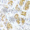 Endothelin 1 antibody, A0686, ABclonal Technology, Immunohistochemistry paraffin image 