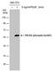 Programmed Cell Death 4 antibody, PA5-78408, Invitrogen Antibodies, Western Blot image 