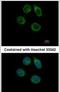 Carbohydrate Sulfotransferase 2 antibody, PA5-31349, Invitrogen Antibodies, Immunofluorescence image 