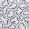 Dorsal Inhibitory Axon Guidance Protein antibody, PA5-53142, Invitrogen Antibodies, Immunohistochemistry frozen image 