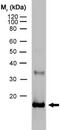 Interleukin 10 antibody, ab33471, Abcam, Western Blot image 