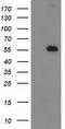 p53 antibody, TA502784S, Origene, Western Blot image 