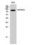 Ring Finger And WD Repeat Domain 3 antibody, PA5-51046, Invitrogen Antibodies, Western Blot image 