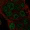 Torsin Family 4 Member A antibody, HPA044913, Atlas Antibodies, Immunofluorescence image 