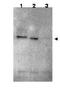 Ring Finger Protein 25 antibody, orb345567, Biorbyt, Western Blot image 