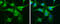 Calbindin 2 antibody, GTX103261, GeneTex, Immunofluorescence image 