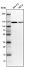 Matrin 3 antibody, NBP1-87859, Novus Biologicals, Western Blot image 
