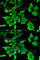 Serine Peptidase Inhibitor, Kunitz Type 2 antibody, A6749, ABclonal Technology, Immunofluorescence image 