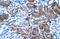 E3 ubiquitin-protein ligase TRIM31 antibody, 28-172, ProSci, Immunohistochemistry frozen image 