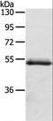 Olfactomedin 4 antibody, LS-C405220, Lifespan Biosciences, Western Blot image 