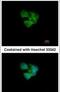 Calcium Binding And Coiled-Coil Domain 2 antibody, PA5-30367, Invitrogen Antibodies, Immunofluorescence image 