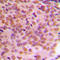 Cyclin B1 antibody, LS-C351951, Lifespan Biosciences, Immunohistochemistry frozen image 