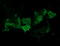 Carbonic Anhydrase 12 antibody, LS-C174411, Lifespan Biosciences, Immunofluorescence image 