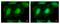 Eukaryotic Translation Initiation Factor 3 Subunit K antibody, NBP1-31285, Novus Biologicals, Immunocytochemistry image 