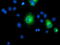 Transmembrane Protein 80 antibody, LS-C115397, Lifespan Biosciences, Immunofluorescence image 