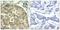 Cofilin 1 antibody, PA5-37809, Invitrogen Antibodies, Immunohistochemistry paraffin image 