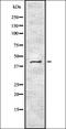 Interferon Induced Protein 35 antibody, orb335344, Biorbyt, Western Blot image 