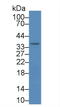 IKBKB Interacting Protein antibody, LS-C294621, Lifespan Biosciences, Western Blot image 