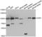 Glutaminyl-TRNA Synthetase antibody, LS-C346155, Lifespan Biosciences, Western Blot image 