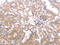 TRAF3 Interacting Protein 1 antibody, MBS2517594, MyBioSource, Immunohistochemistry frozen image 