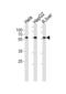 DNA Polymerase Delta 2, Accessory Subunit antibody, LS-C204041, Lifespan Biosciences, Western Blot image 