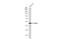 Enolase 1 antibody, GTX630506, GeneTex, Western Blot image 