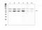 Programmed Cell Death 1 antibody, LS-C357452, Lifespan Biosciences, Western Blot image 