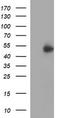 Interferon Gamma Receptor 2 antibody, LS-C174824, Lifespan Biosciences, Western Blot image 