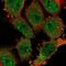 Coiled-Coil Domain Containing 159 antibody, NBP2-56167, Novus Biologicals, Immunofluorescence image 