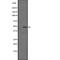 Complement Component 5a Receptor 2 antibody, abx147467, Abbexa, Western Blot image 