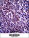 KIAA1868 antibody, 57-046, ProSci, Immunohistochemistry frozen image 