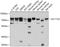 Solute Carrier Family 11 Member 2 antibody, A02622, Boster Biological Technology, Western Blot image 