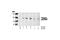 Nibrin antibody, 3001P, Cell Signaling Technology, Western Blot image 